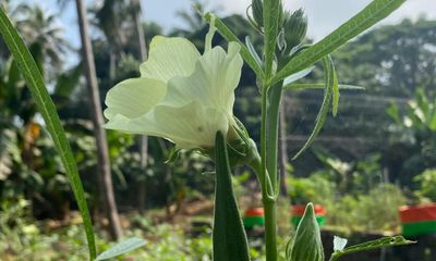 A glorious organic garden in Kerala is a source of inspiration and envy