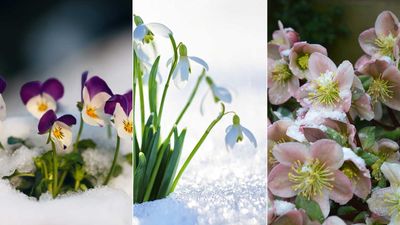 Snow-resilient flowers – 5 beautiful blooms that will withstand winter weather