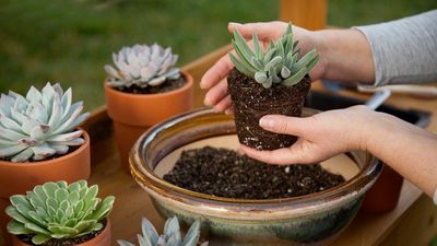 What soil to use for succulents – expert tips for helping these popular plants thrive