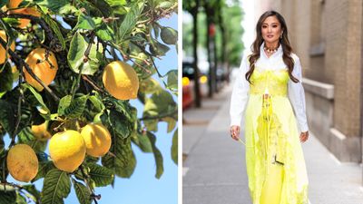 We adore Ashley Park's lemon tree so we asked gardening experts how to grow our own indoors