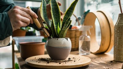 5 key signs it's time to repot your snake plant – plus expert tips on how to do it