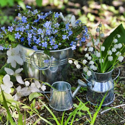 When to sow forget-me-not seeds - the perfect time for planting in the ground or in containers