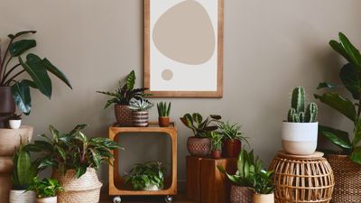 Houseplant predictions for 2024 – 7 indoor plant trends we're expecting to see everywhere this year