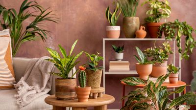 Houseplant trends for 2025 – 7 of the most stylish ways to garden indoors this year