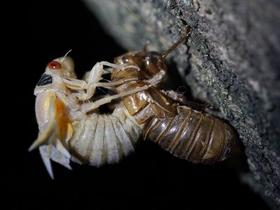 Billions of cicadas will buzz this spring as two broods emerge at the same time