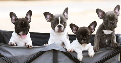 Who are these French Bulldogs and what were they doing at the cricket?