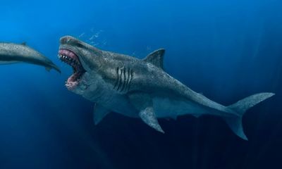 Huge, fearsome … and slender: rethink megalodon body shape, experts say