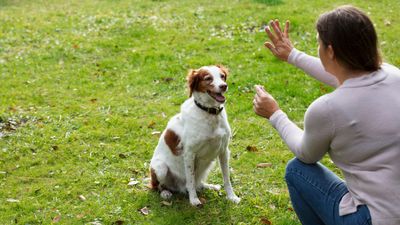Want to improve your dog’s behavior? Expert reveals six common training mistakes you want to avoid