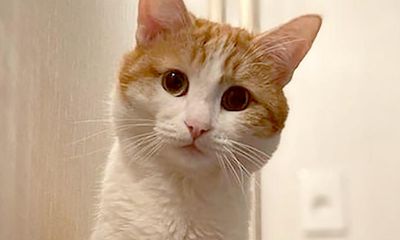 Cat dies after being thrown off Russian train by conductor