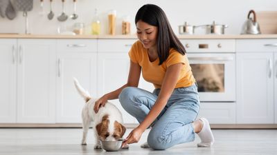 Dog parents often make these five mistakes when feeding their dogs, and number two really surprised us!