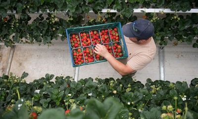 New Brexit checks ‘pose existential threat’ to UK fruit and flower growers