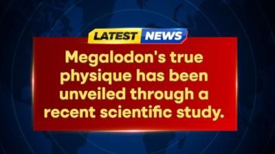 Scientific study challenges beliefs about Megalodon's size and appearance