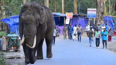 Tusker Padayappa raids two roadside shops in Munnar