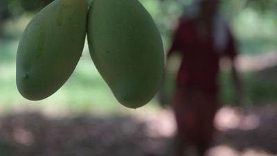 Major markets to miss early Kerala mangoes