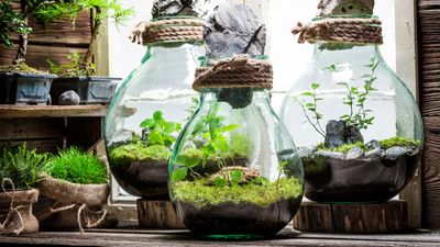 How to make a terrarium – and have a living ornament in less than an hour