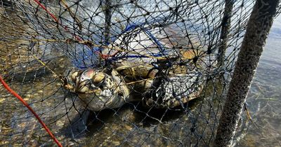 Crabbers urged to 'do better' after turtle tangled in trap dies