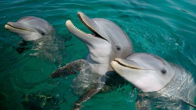 Dolphins are 'literally acting like jerks' by beating up baby manatees