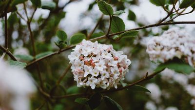How to grow viburnum – and fill your garden with fragrant flowers and colorful berries