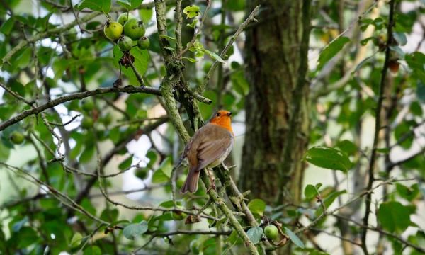 Robin's alarm flashes red for danger across the green space