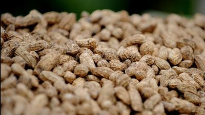 Hopes of a peanut allergy treatment within five years