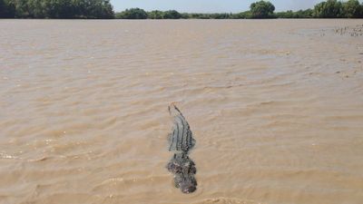 Police battle crocodiles to recover young driver's body