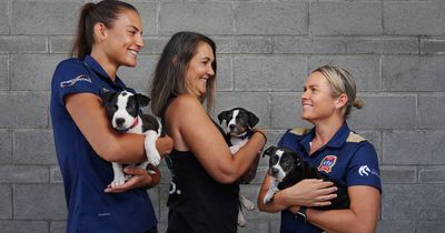 Newcastle Jets swap regular mascots for puppies in need of a home