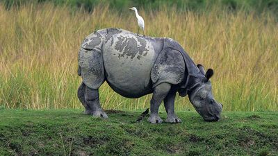 Poachers kill rhino in Kaziranga, steal horn