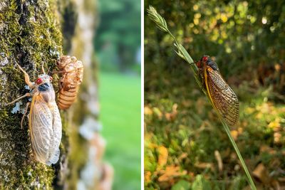“Earplugs Will Be In Demand”: Two Cicada Broods Coincide For The First Time In 221 Years
