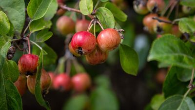Discover how to prune crabapple trees of all ages – whether free-standing or trained trees
