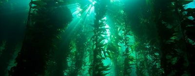 New fossils suggest kelp forests have swayed in the seas for at least 32 million years