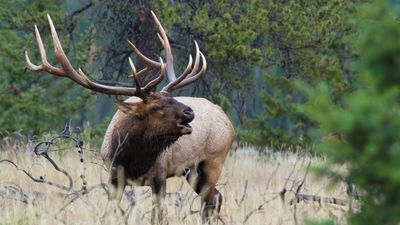 Man practices close-up photography on elk at National Park – it doesn't go well