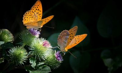 Climate change may reduce butterflies' spots