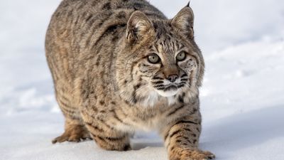 Bobcat on the loose after biting hiker in Arizona – and experts fear it may be rabid