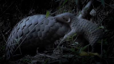 Pangolin courtship ritual and birth of a 'pangopup' captured in incredible, rare footage