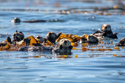 Sea otters help battle climate change