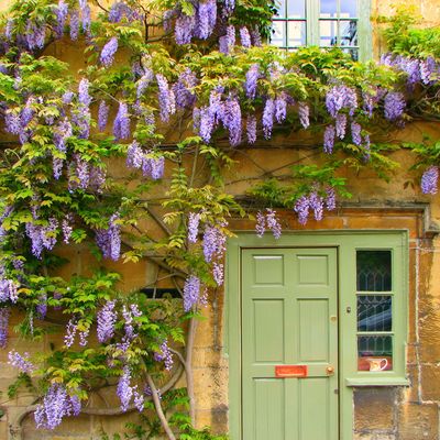 When to plant wisteria for healthy, strong roots and quick growth in the next growing season