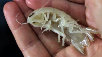 'You can see its guts and things': Weird see-through crustacean with giant eyes discovered off the Bahamas