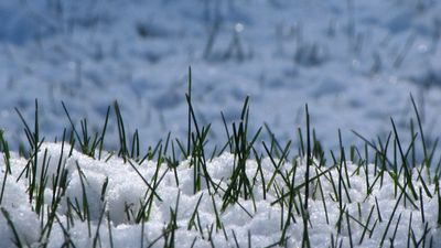 How to prepare the lawn for snow
