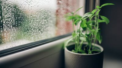 How to revive houseplants from cold damage – expert tips for perking up indoor plants after winter