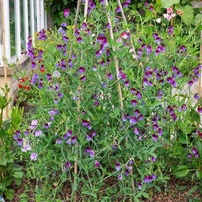 How to care for sweetpeas - fill your summer garden with these stunning annuals