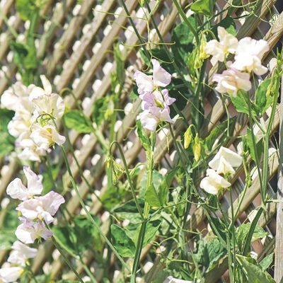How to care for sweet peas – a guide to watering, feeding and picking these fragrant blooms to get the most out of their flowering period