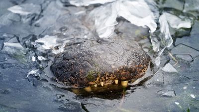 Alligators survive cold snap by becoming 'frozen solid' in North Carolina and Texas ponds