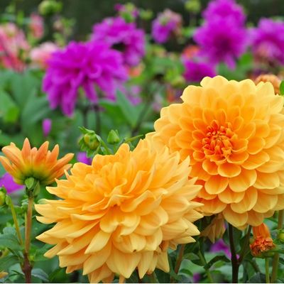 How to plant dahlia tubers for non-stop blooms all midsummer and autumn long