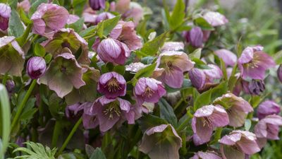 How to propagate hellebores – expert advice on growing your collection