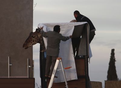 Giraffe Benito has a new home in Mexico. Now comes the hard part — fitting in
