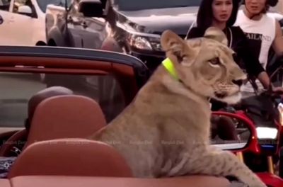 Lion cub in Bentley spooks Pattaya
