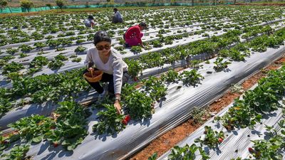 In Araku, strawberry farms are drawing visitors in large numbers