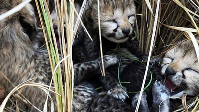 Environment Minister says Namibian cheetah at Kuno gave birth to four cubs, not three