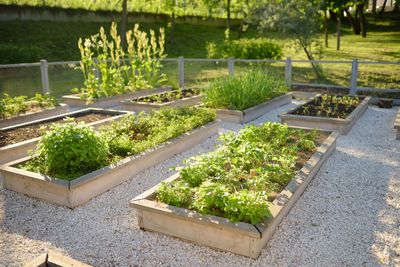 What is the Three Sisters Planting Method? This Century-Old Technique Will Help Grow Fertilizer-Free, Healthy Plants