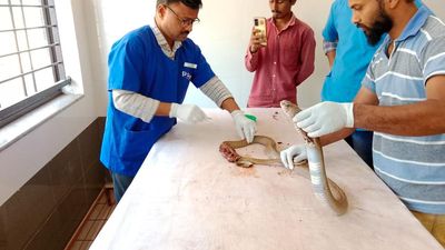 Surgeons operate on injured King Cobra in Belagavi